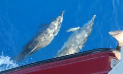 Bottlenose dolphins riding our bow wave